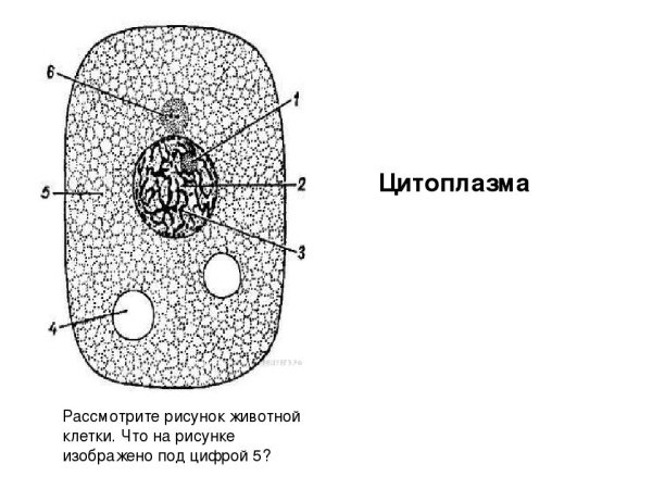 Строение цитоплазмы рисунок с подписями