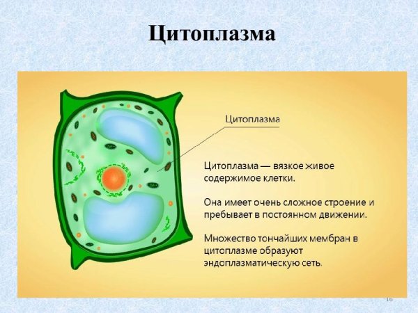 Цитоплазма в клетке растения