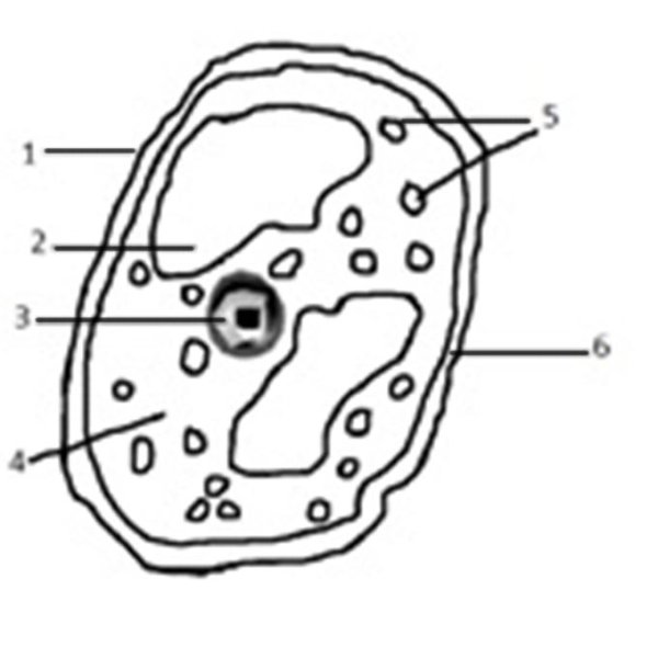 Схема растительной клетки без подписей