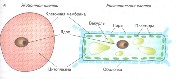 Строение клетки ядро цитоплазма мембрана