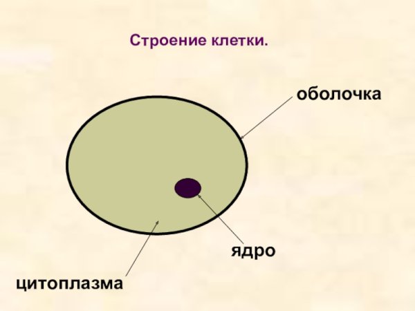Клетка ядро цитоплазма мембрана