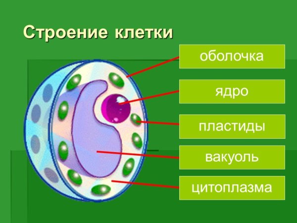 Схема клетки растения 5 класс биология