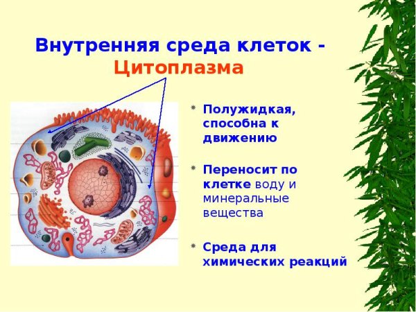 Цитоплазма животной клетки
