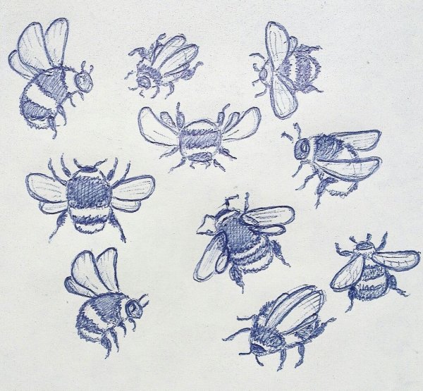 Шмель карандашом