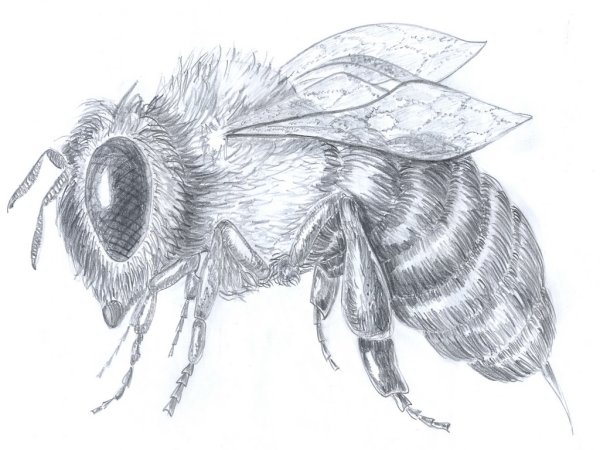 Зарисовки насекомых карандашом