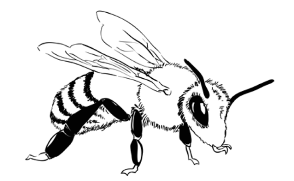 Раскраска пчела настоящая