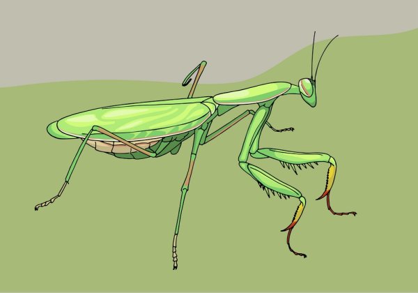 Поэтапное рисование насекомых