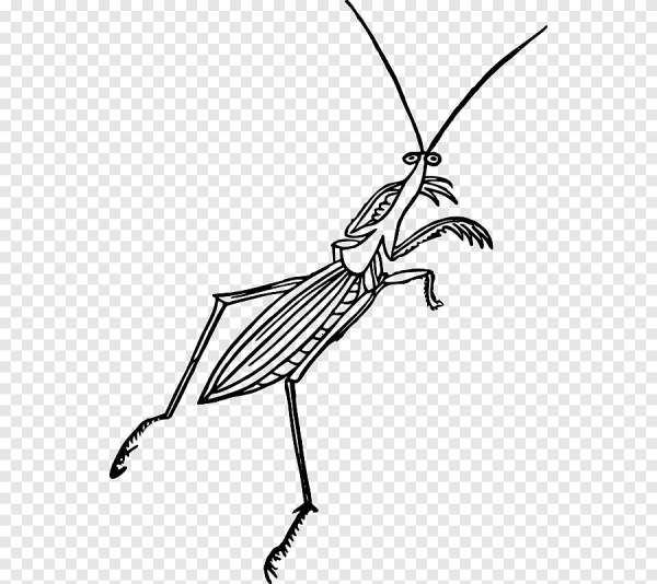 Богомол эскиз тату