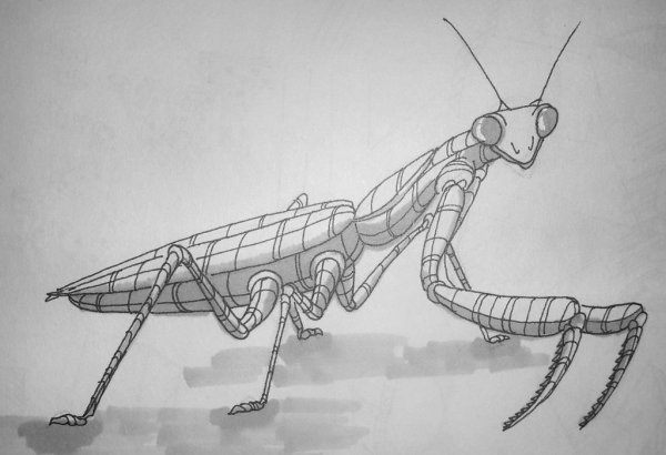 Богомол раскраска