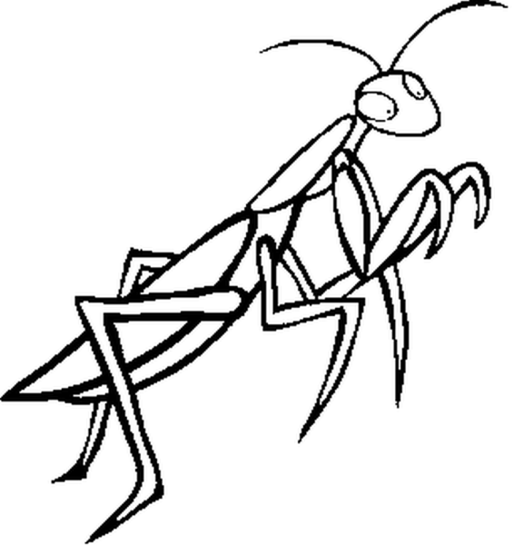 Рисование кузнечика в старшей группе