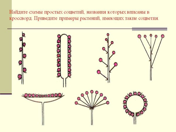 Схема соцветий простые соцветия
