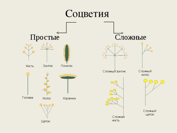 Типы соцветий таблица