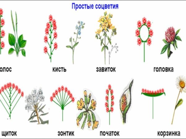 Простые соцветия