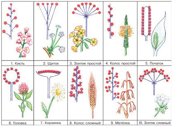 Ромашка Тип соцветия