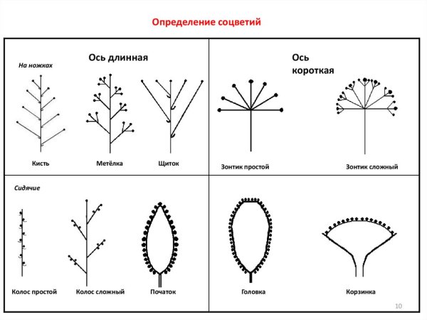 Соцветие метелка схема