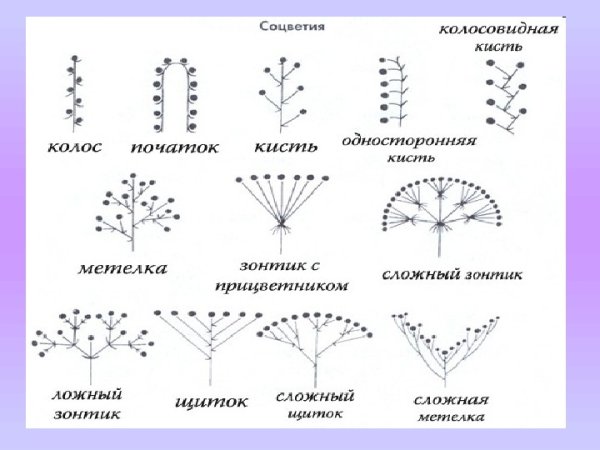Типы соцветий 6 класс