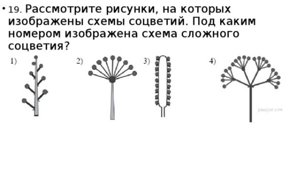 Схема сложного соцветия