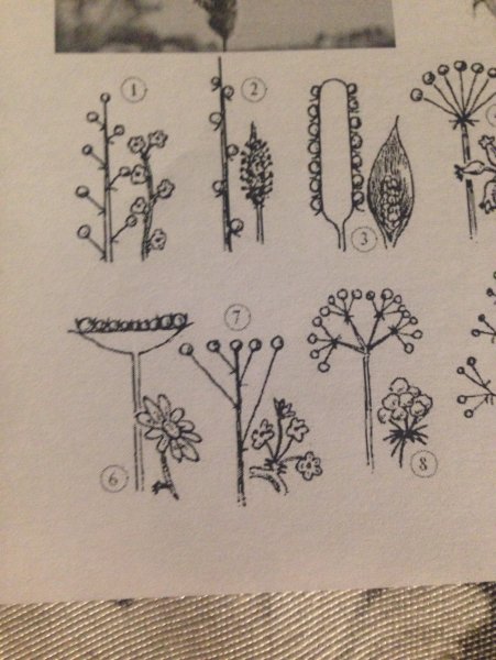 Сложный зонтик биология