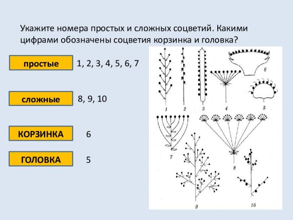 Типы соцветий покрытосеменных растений