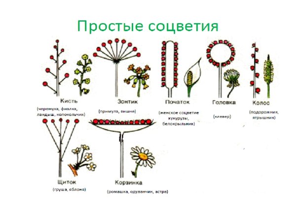 Соцветия 6 класс биология рисунок