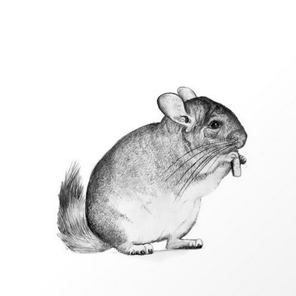 Эскиз тату шиншилла