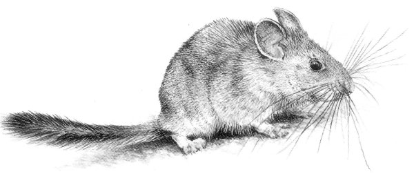 Шиншилла карандашом