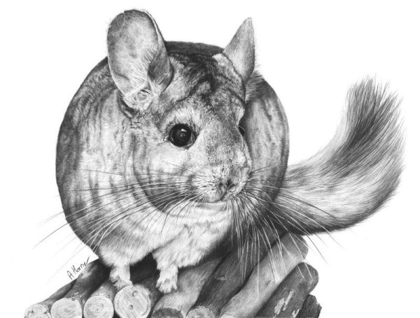 Шиншилла референс