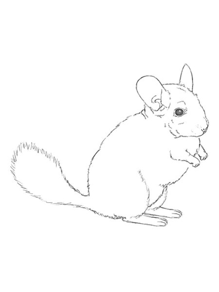 Шиншилла разукрашка шиншилла