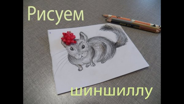 Шиншилла рисунок карандашом поэтапно