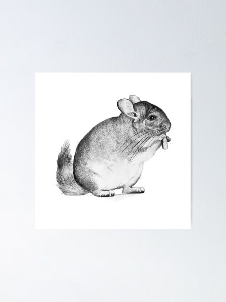 Раскраска шиншилла