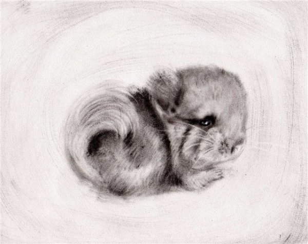 Зарисовки шиншилл