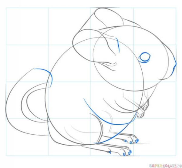 Поэтапное рисование шиншиллы