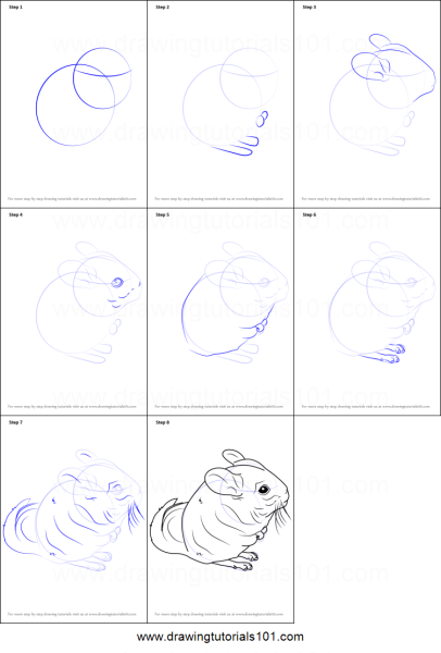 Поэтапное рисование шиншиллы