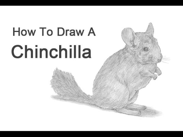 Шиншилла рисунок карандашом поэтапно