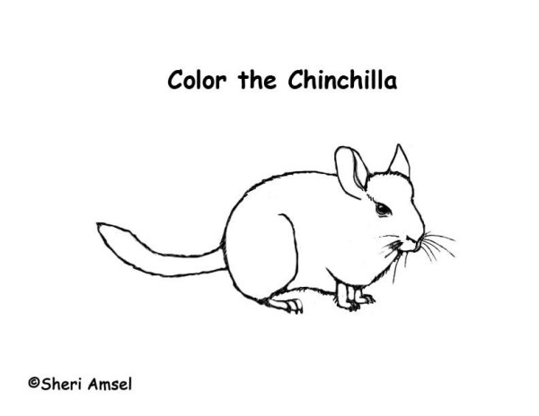 Шиншилла раскраска для детей