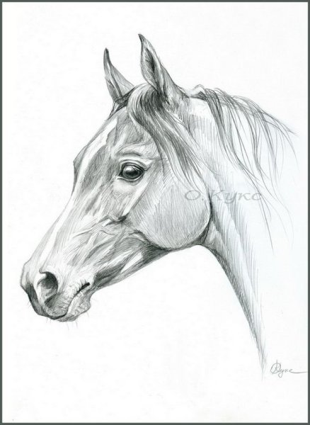 Лошадиная голова карандашом
