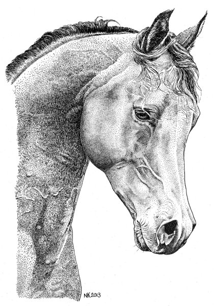 Голова лошади набросок