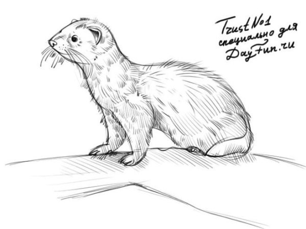 Нарисовать хорька