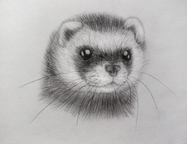 Хорек карандашом