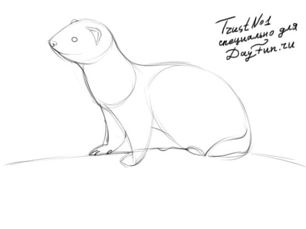 Хорек рисунок для срисовки