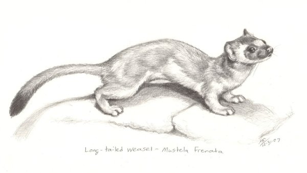 Хорек рисунок карандашом