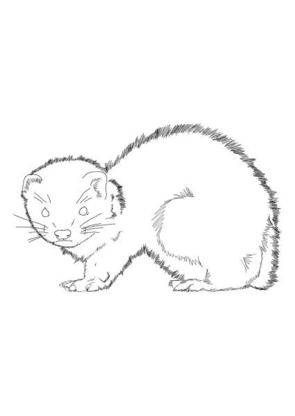 Норка раскраска