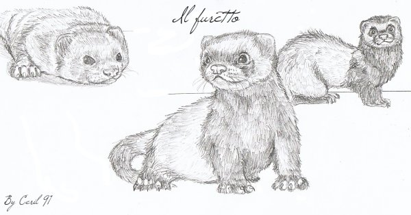 Анатомия хорька для рисования