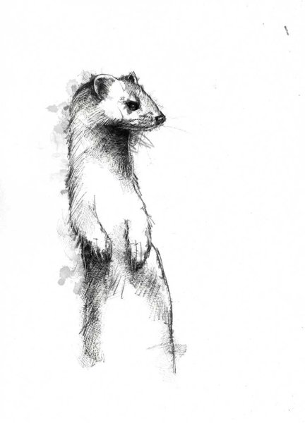 Ласка рисунок карандашом