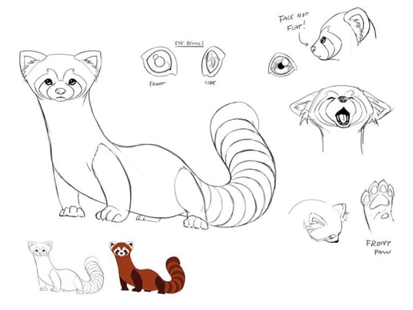 Хорек раскраска