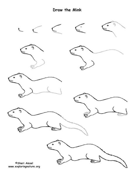 Хорек Рикки Тикки Тави