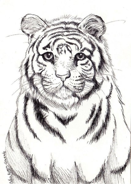 Картинки тигров для срисовки