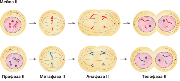 Мейоз 2 фазы