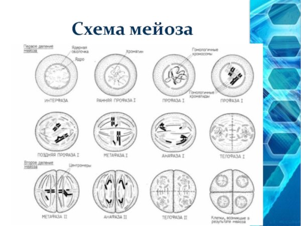 Схема мейоза редукционное деление