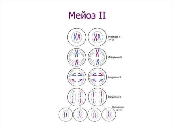 Фазы мейоза схема